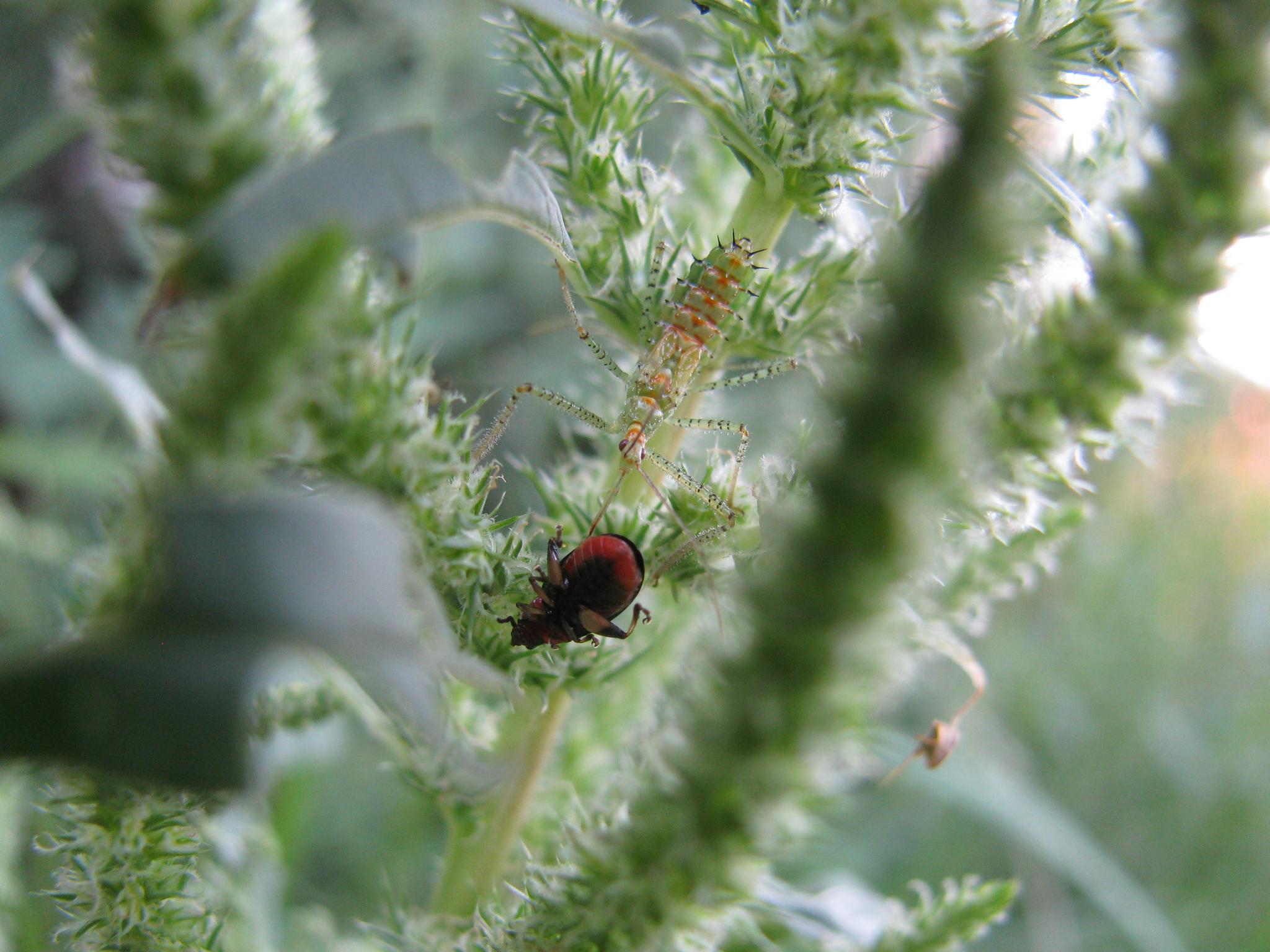 Assassin bug on amaranth flowers