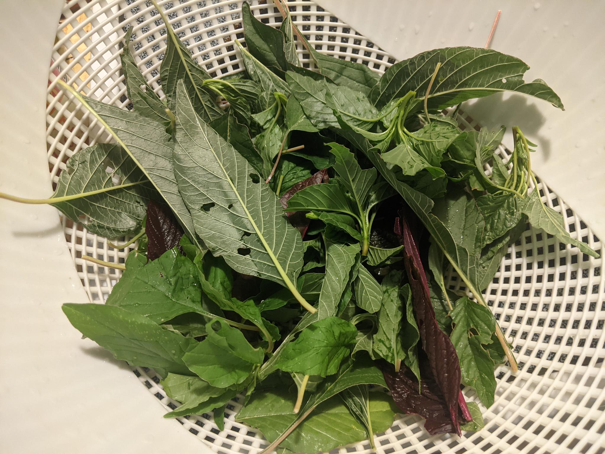 Amaranth leaves in a strainer