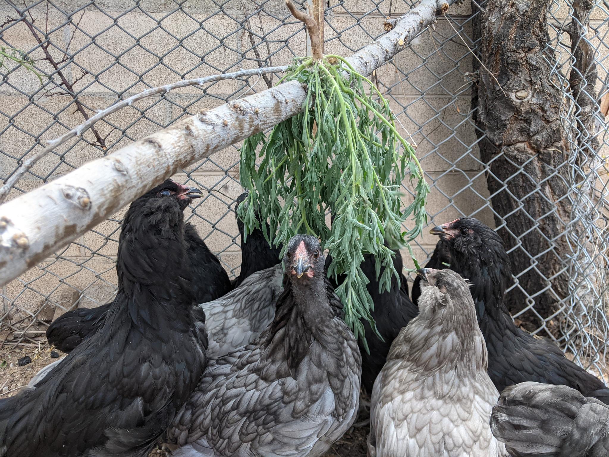 Chickens eating kochia