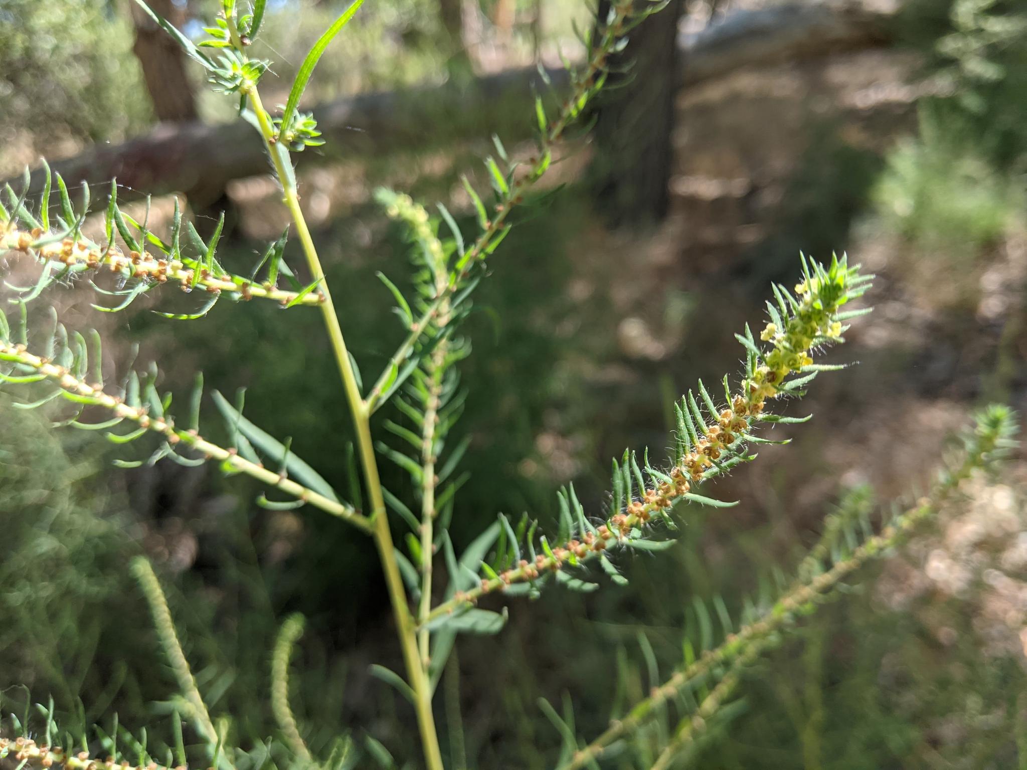 Kochia flowers