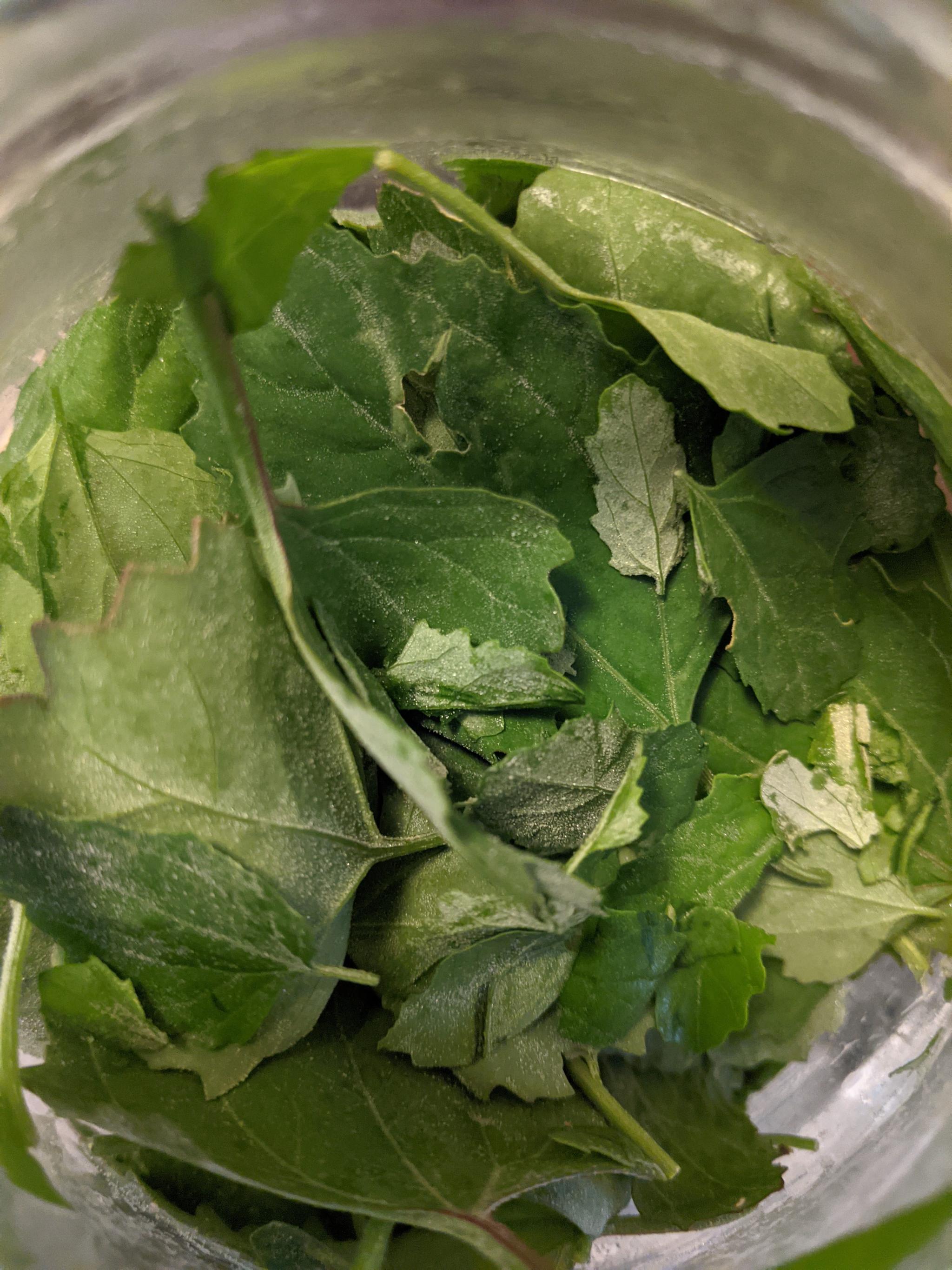 Chenopodium album leaves