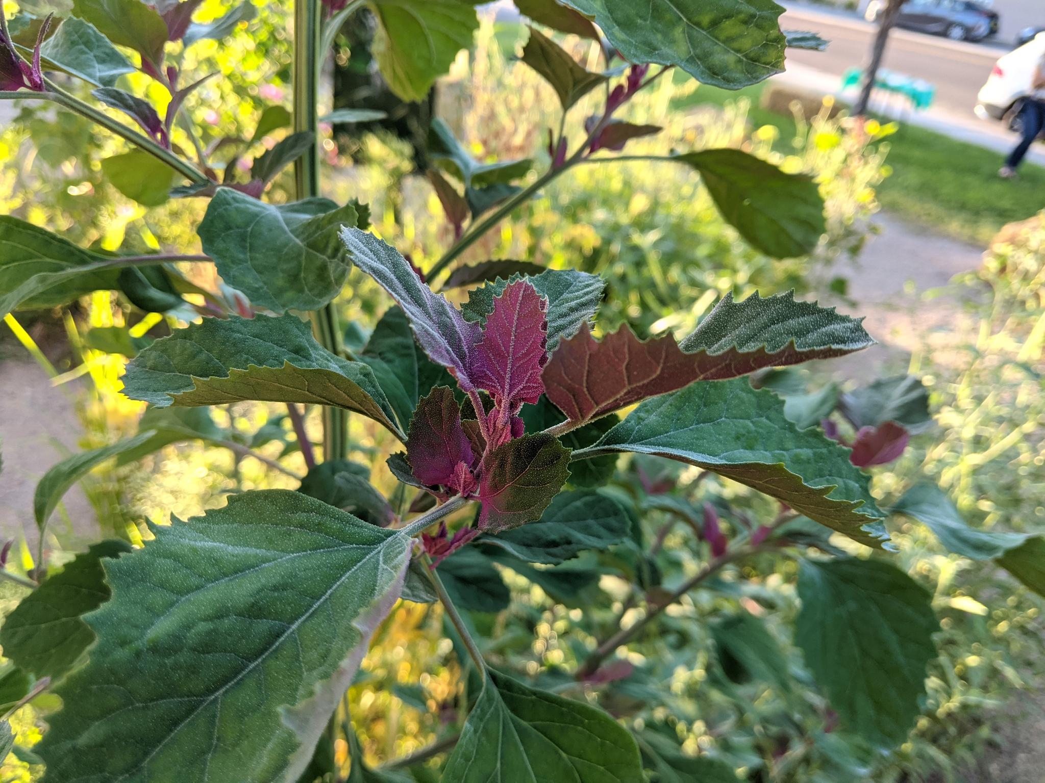 Magenta spreen pink quelites