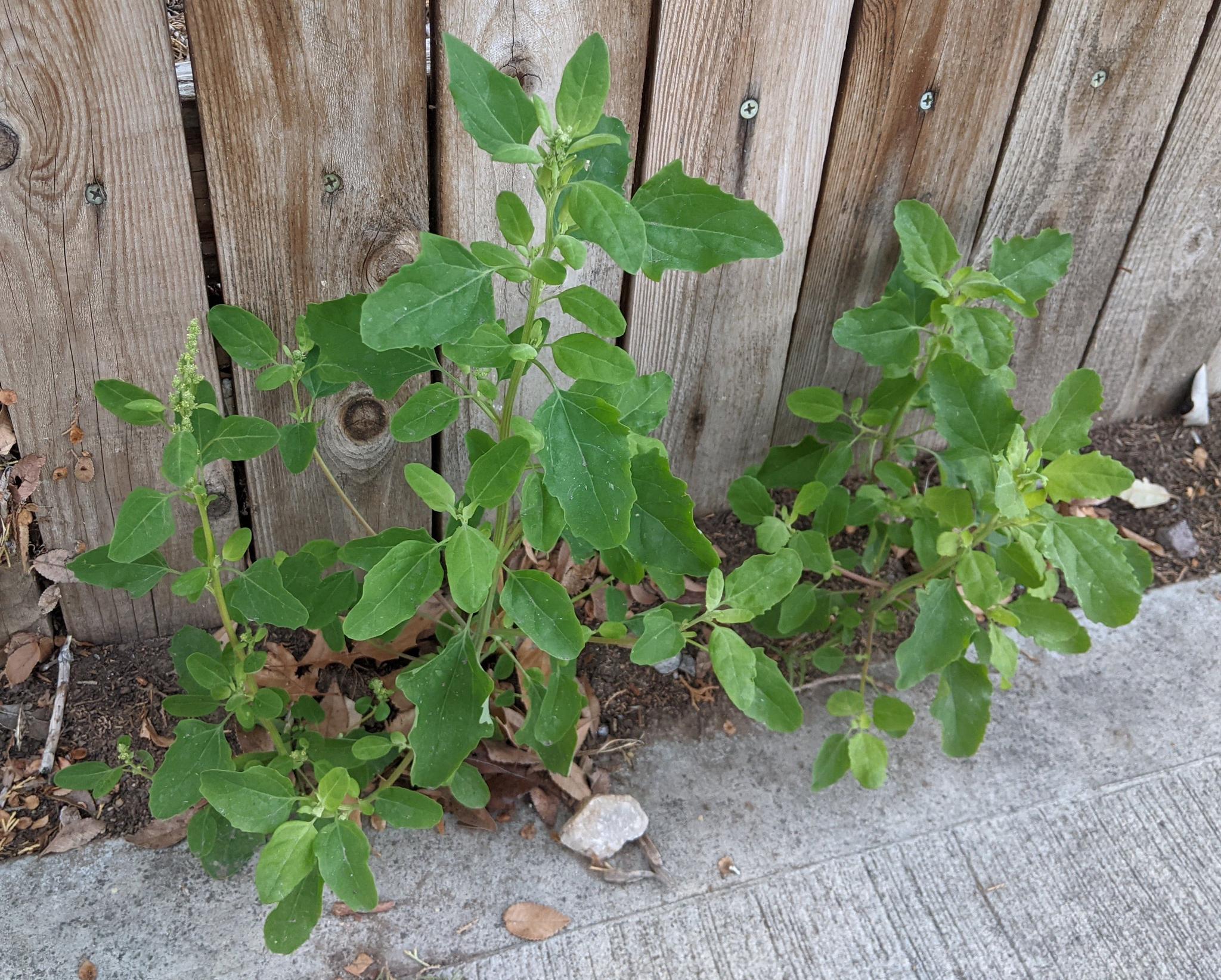 Chenopodium album