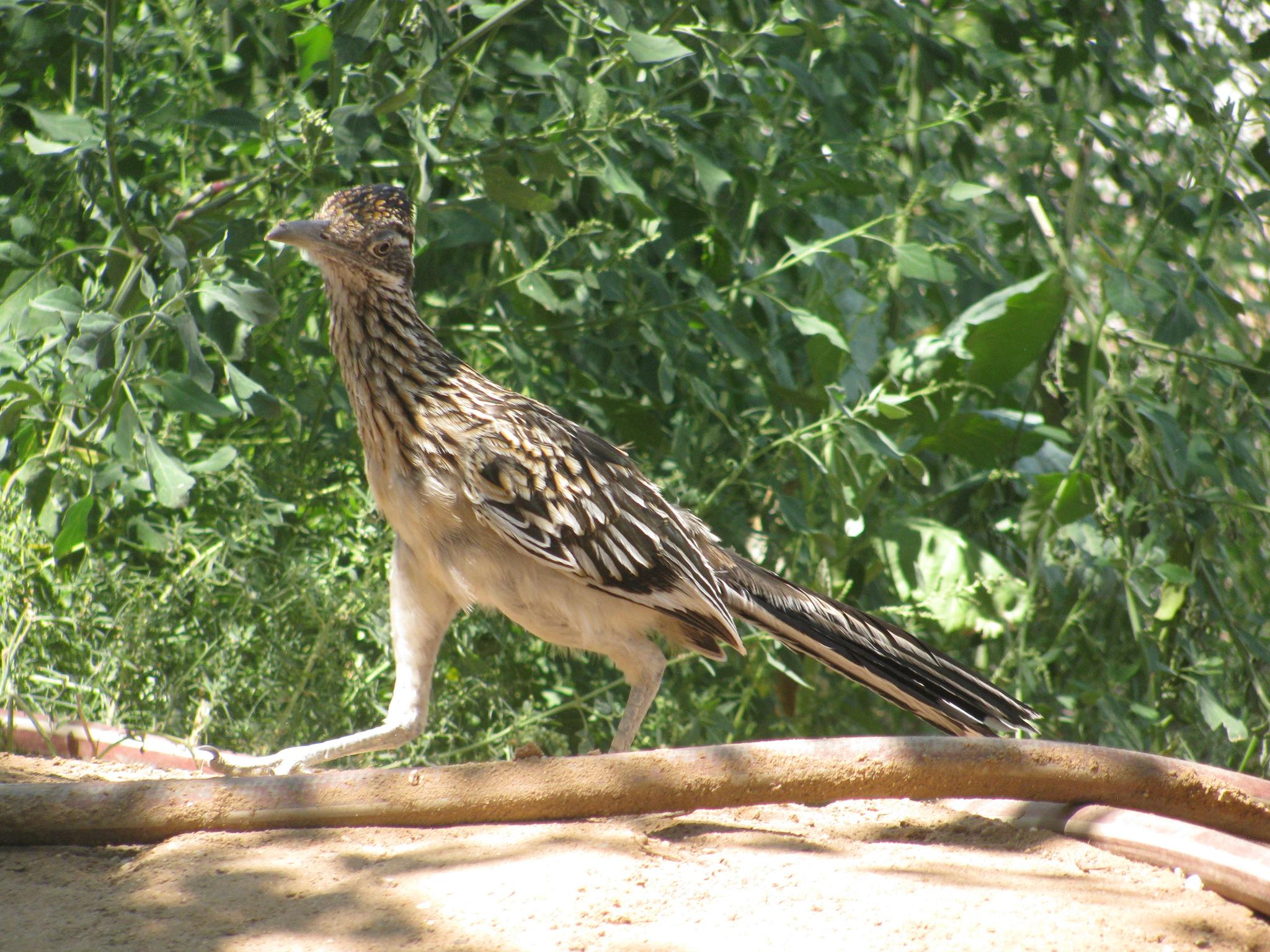A roadrunner in the shade of a quelites patch