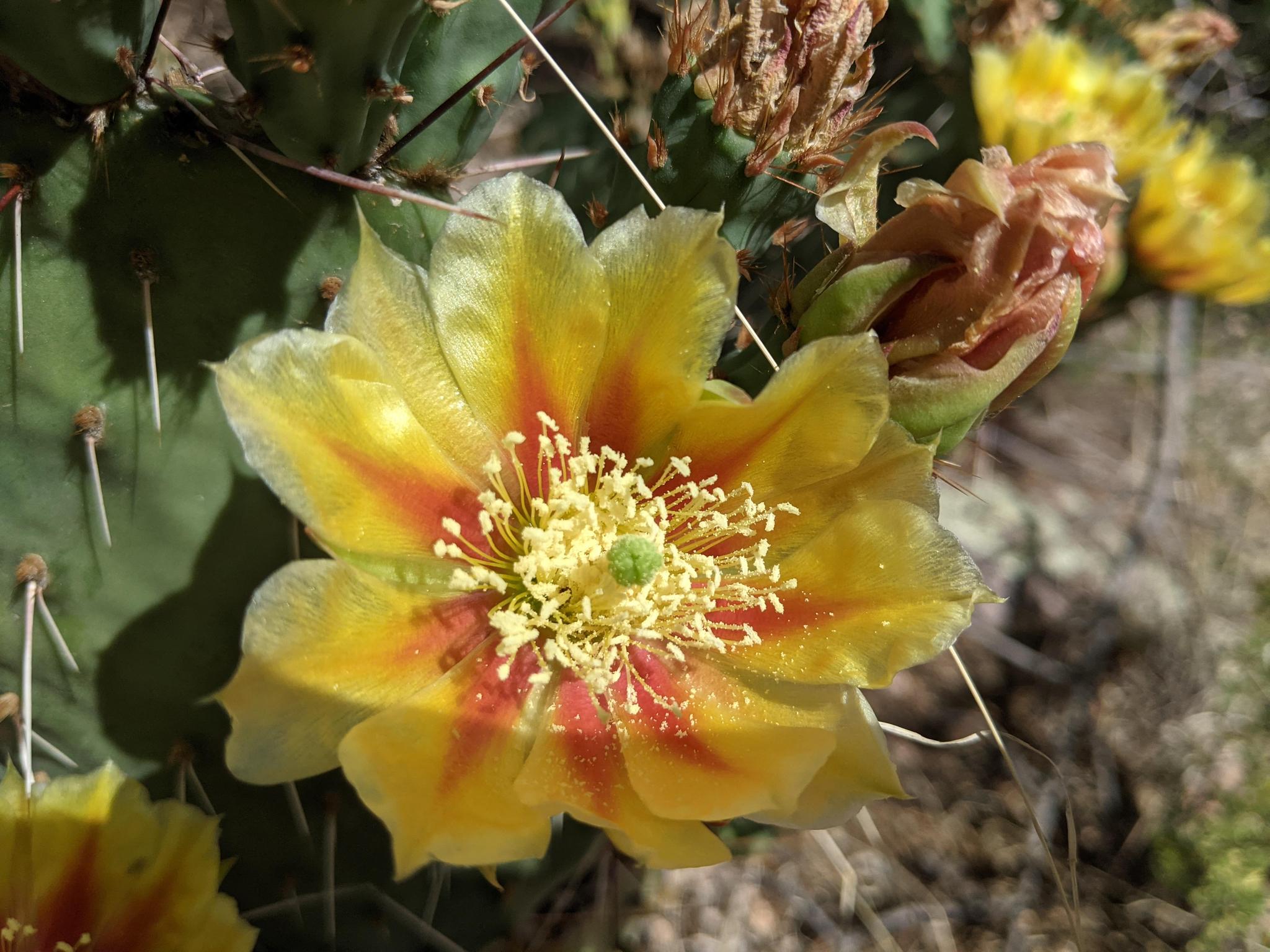 A native, spiny cactus