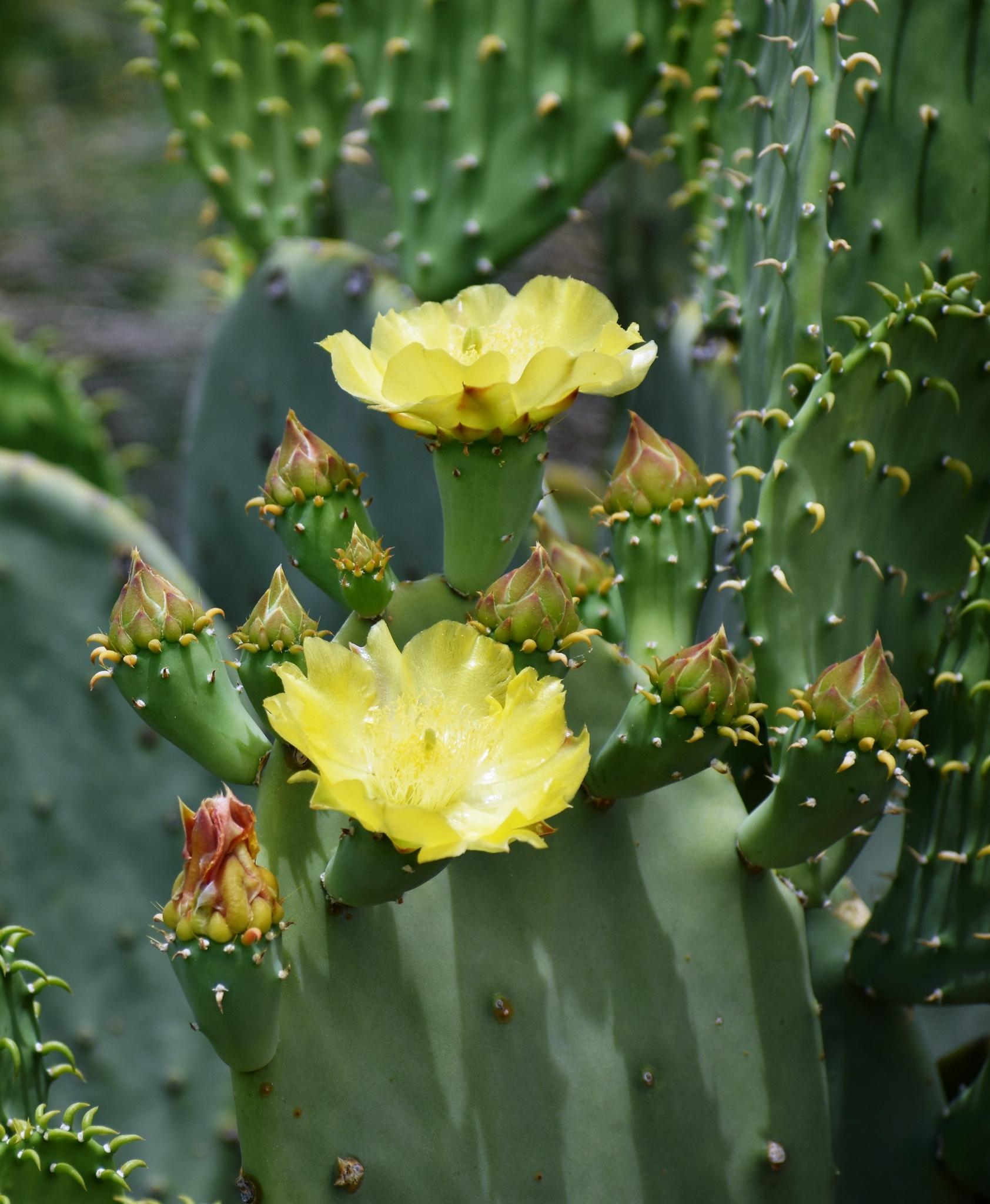 Prickly pear cactus with blooms and new growth
