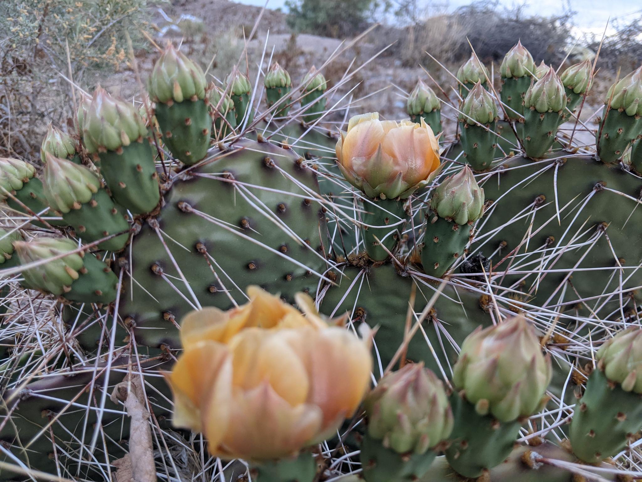 A native, spiny cactus