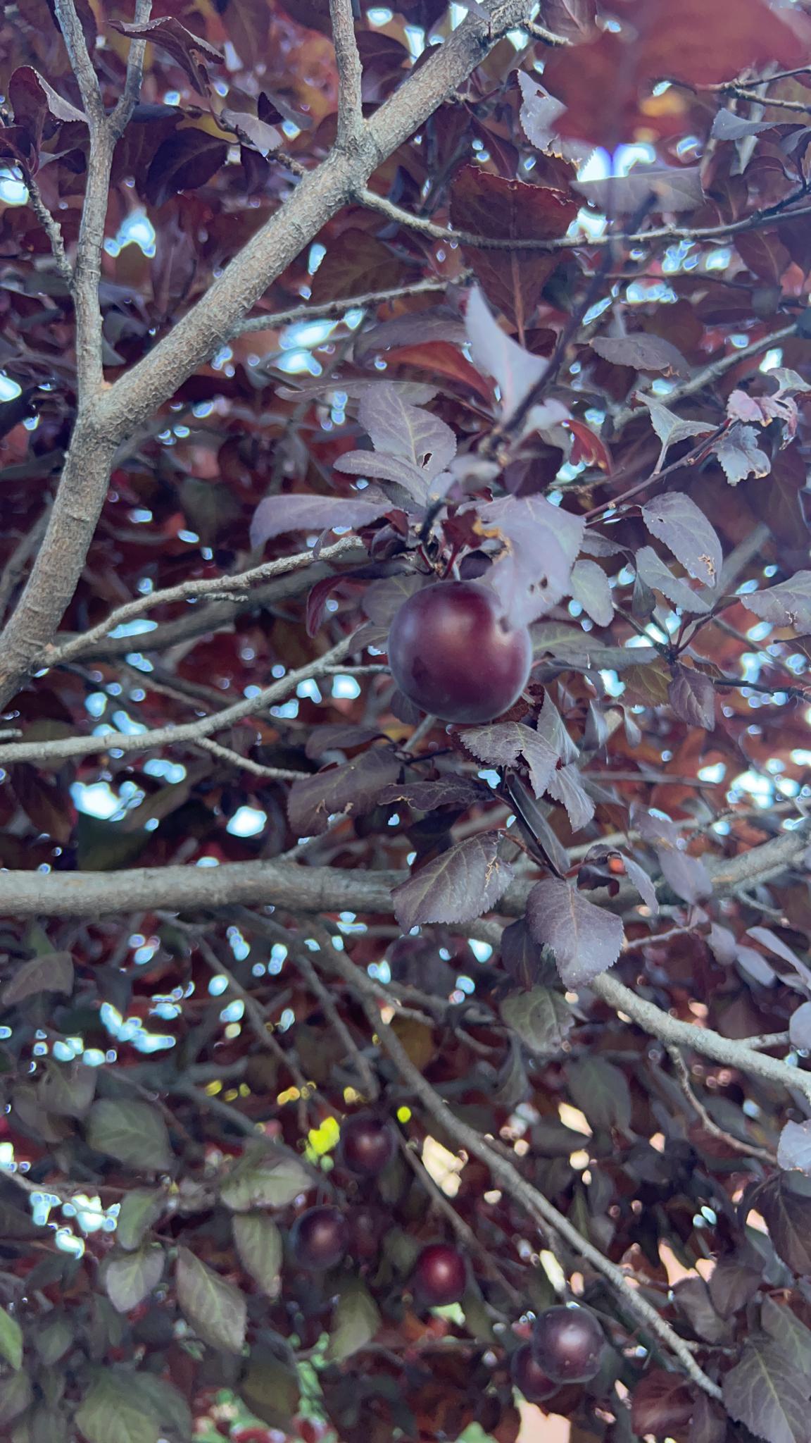 Cherry plum leaves and fruit