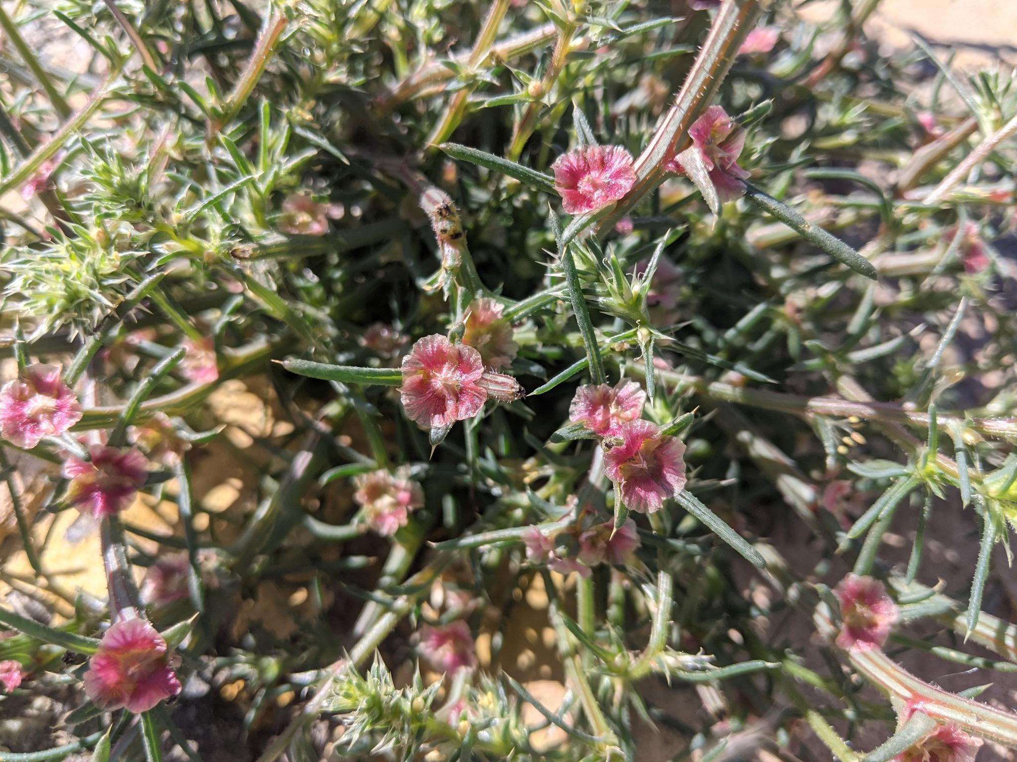 Tumbleweed flowers