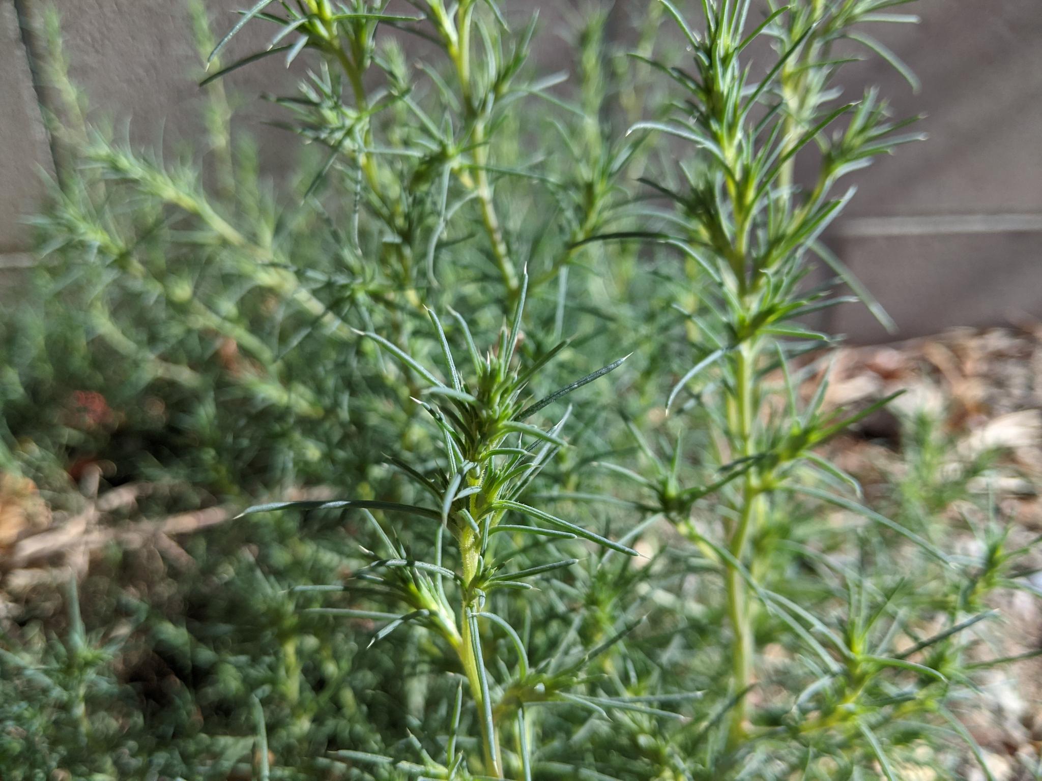 Tumbleweed leaves