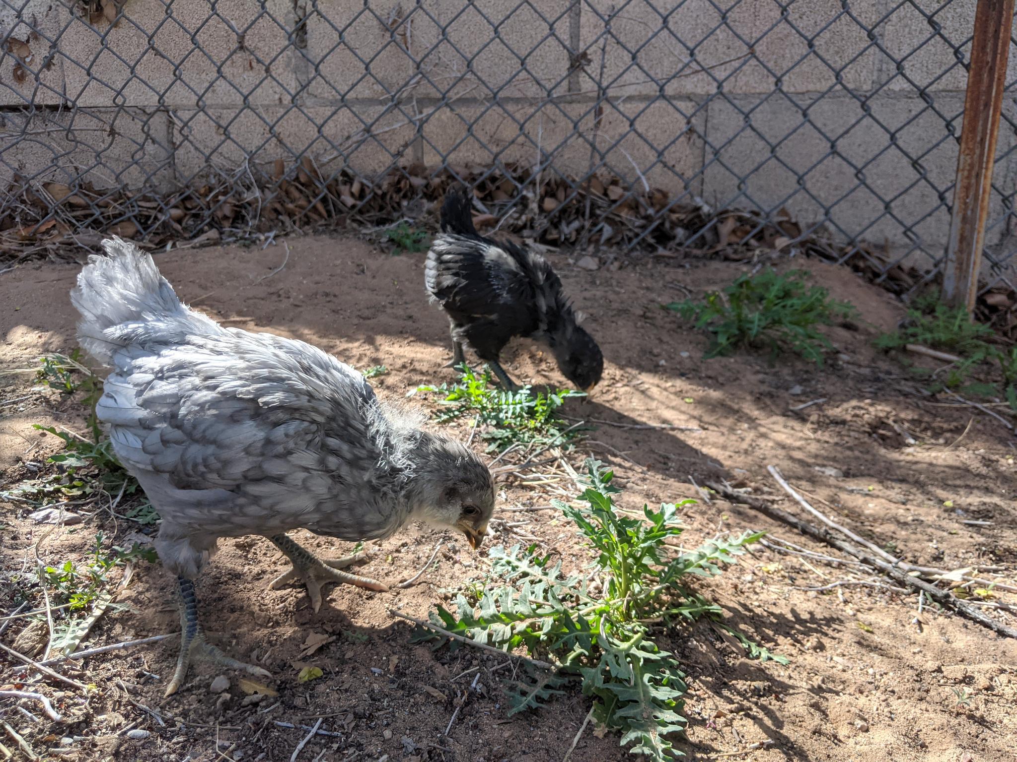 Chickens eating khardal barri