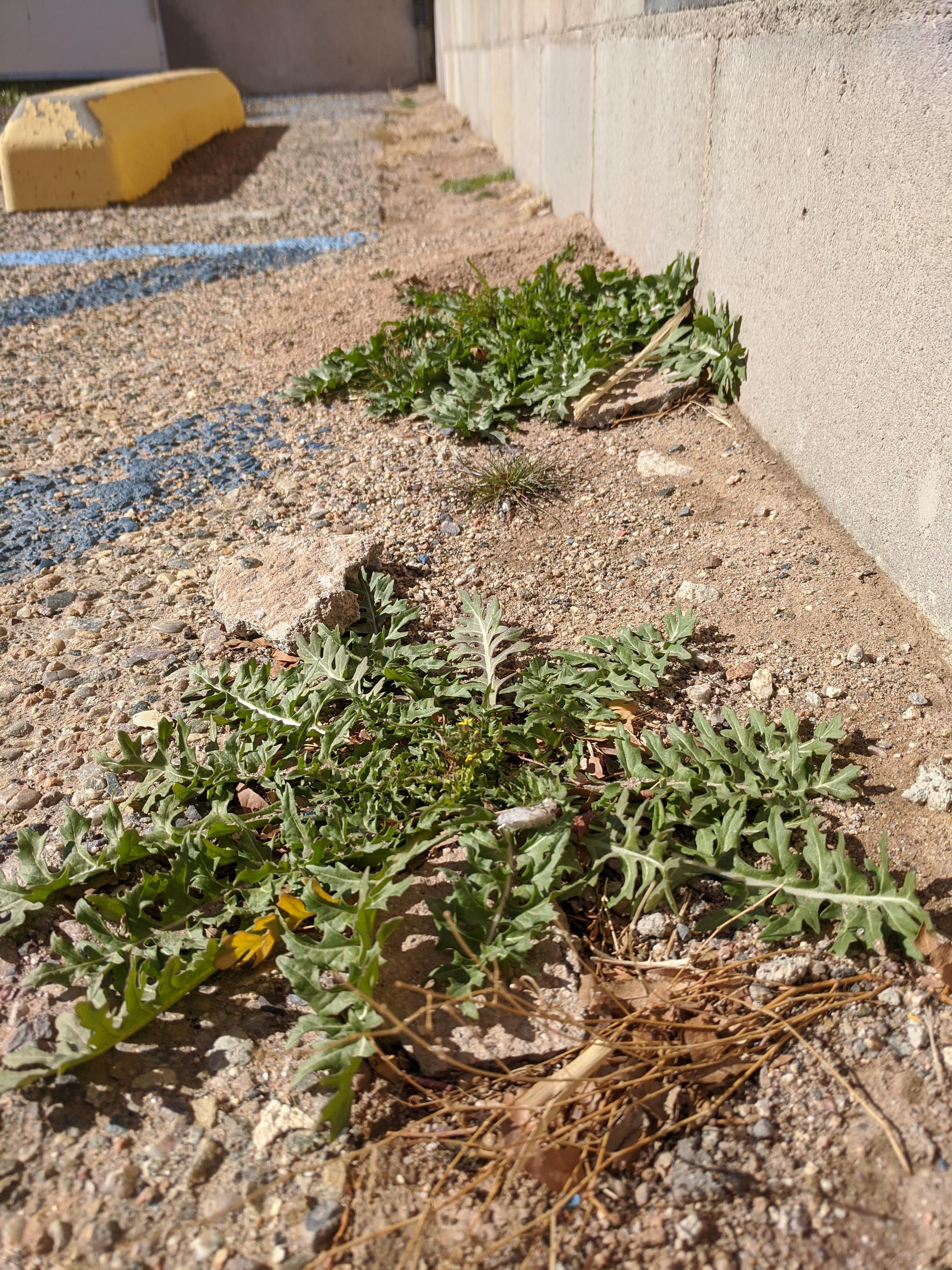 Older khardal plants at the edge of a parking lot.