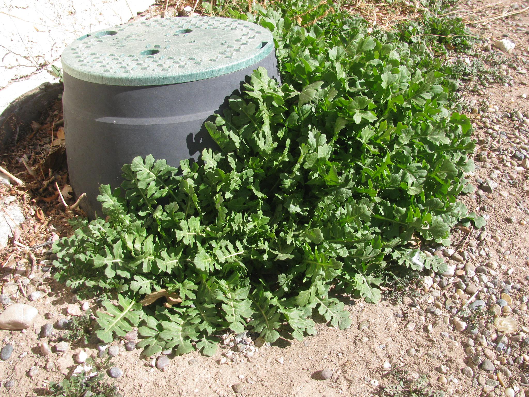 A patch of young khardal plants.