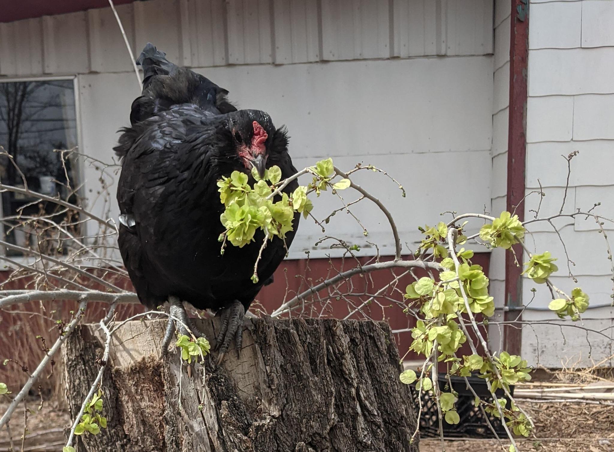 A chicken eating elm seeds.
