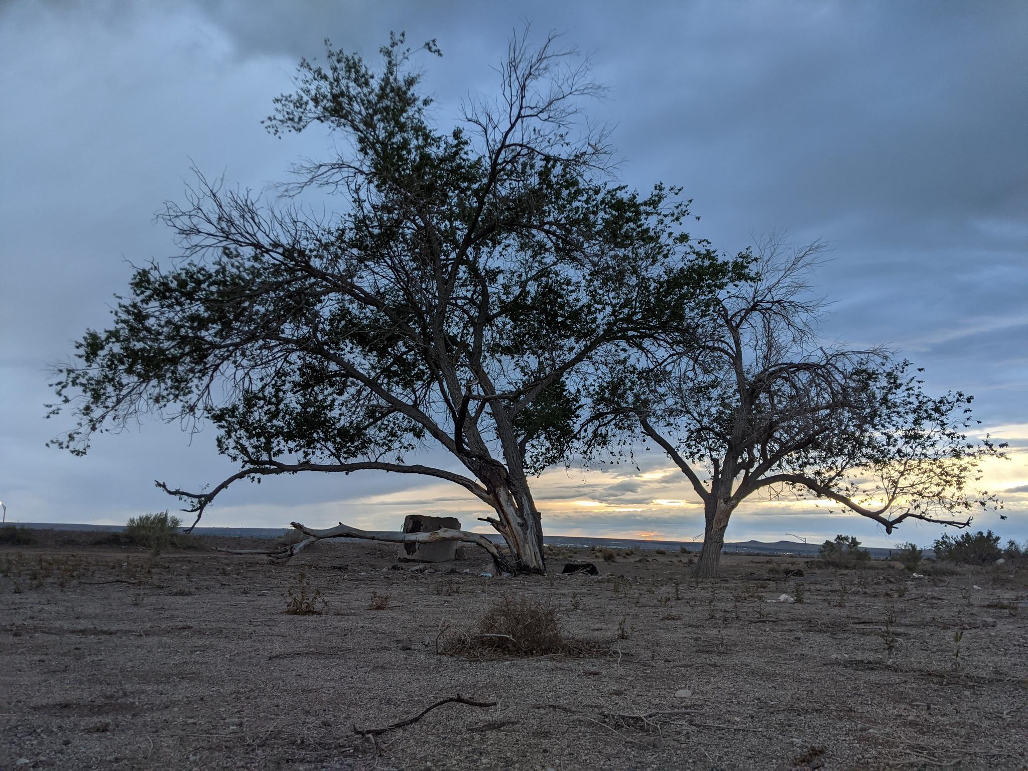 Elm trees in the desert